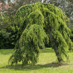 Cedrus atlantica 'Pendula'
