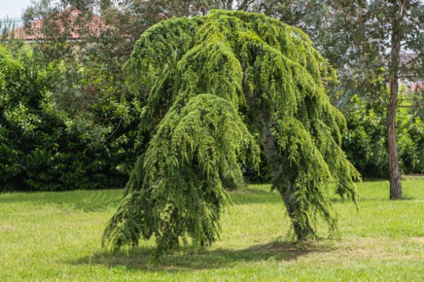 Cedrus atlantica 'Pendula'