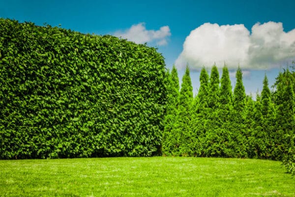 Buxus sempervirens 'Arborescens'