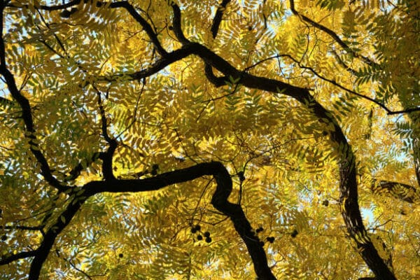 Fraxinus angustifolia