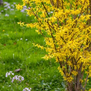 Forsythia x intermedia