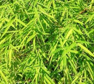 Bambusa Fargesia murieliae 'Simba'