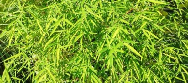Bambusa Fargesia murieliae 'Simba'