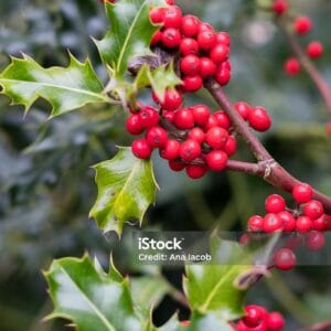 Ilex aquifolium