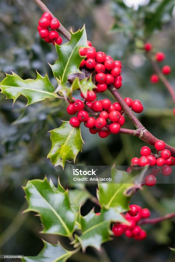 Ilex aquifolium