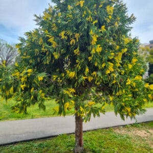 Libocedrus decurrens 'Aureovariegata'