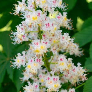 Aesculus hippocastanum