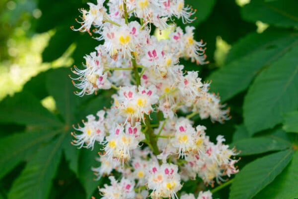 Aesculus hippocastanum