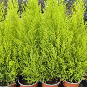 Cupressus macrocarpa 'Goldcrest'