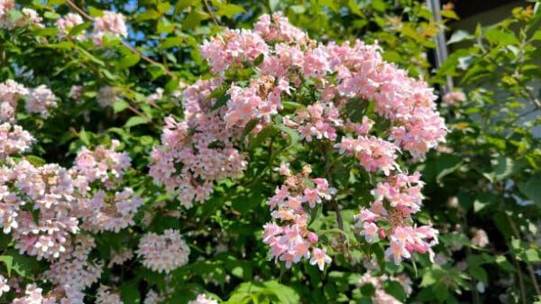 Kolkwitzia amabilis