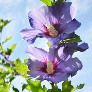 Hibiscus syriacus 'Ultramarine'