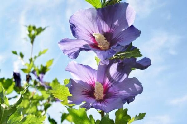 Hibiscus syriacus 'Ultramarine'