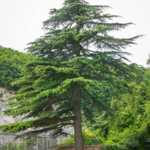 Cedrus deodara