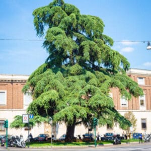 Cedrus deodara 'Feelin' Blue'