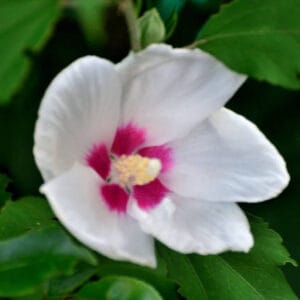 Hibiscus syriacus 'Sup'Heart'