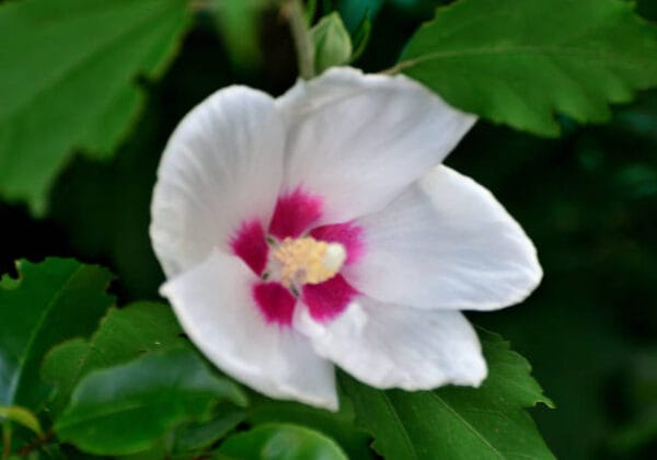 Hibiscus syriacus 'Sup'Heart'