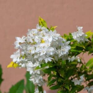 Deutzia gracilis