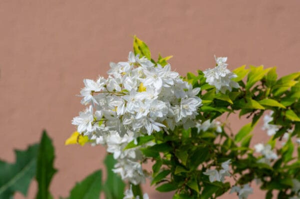 Deutzia gracilis