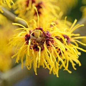 Hamamelis x intermedia