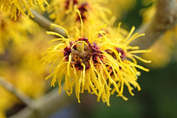 Hamamelis x intermedia