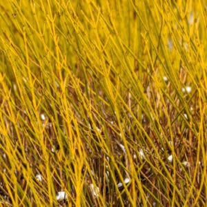 Cornus stolonifera 'Flaviramea'