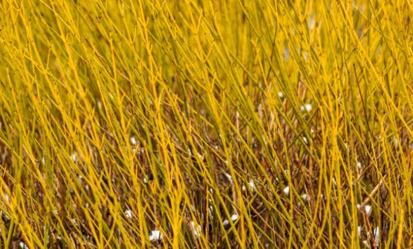 Cornus stolonifera 'Flaviramea'