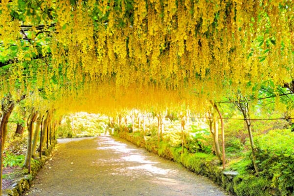 Laburnum anagyroides
