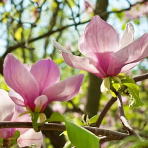 Magnolia x soulangeana (à feuilles caduques)