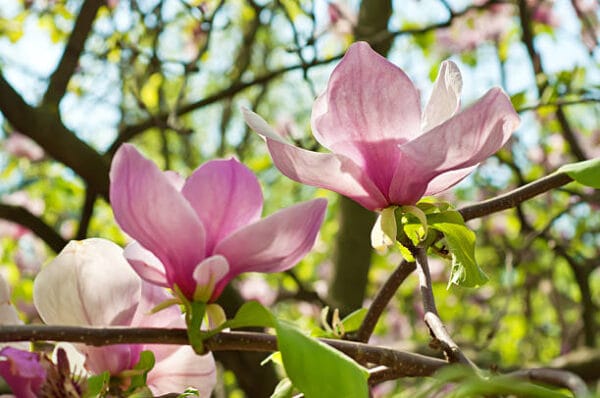 Magnolia x soulangeana (à feuilles caduques)