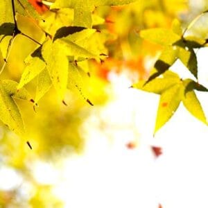 Acer du Japon palmatum 'Summer Gold'