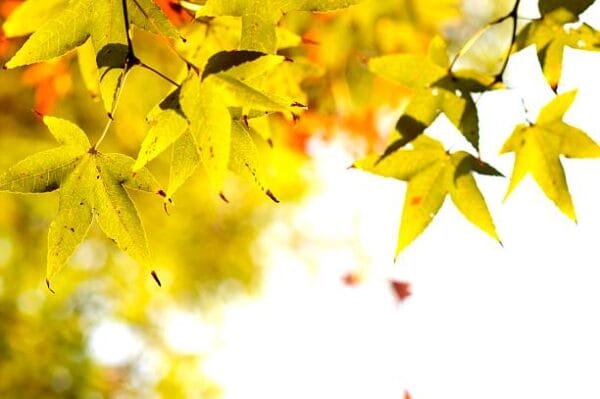 Acer du Japon palmatum 'Summer Gold'