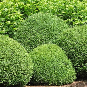 Buxus Boule