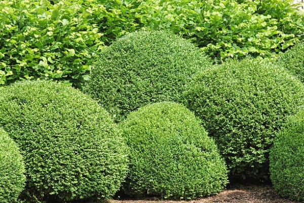 Buxus Boule