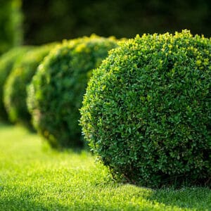 Buxus sempervirens boule