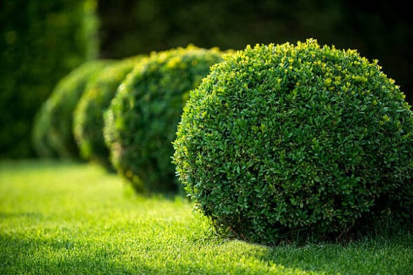Buxus sempervirens boule