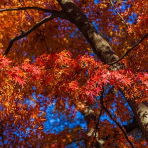 Acer du Japon palmatum 'Atropurpureum'