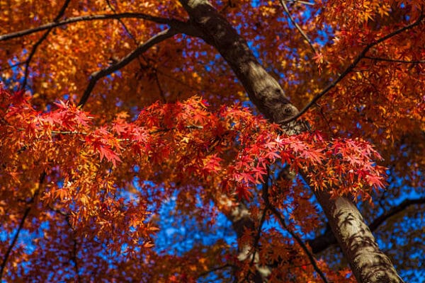 Acer du Japon palmatum 'Atropurpureum'
