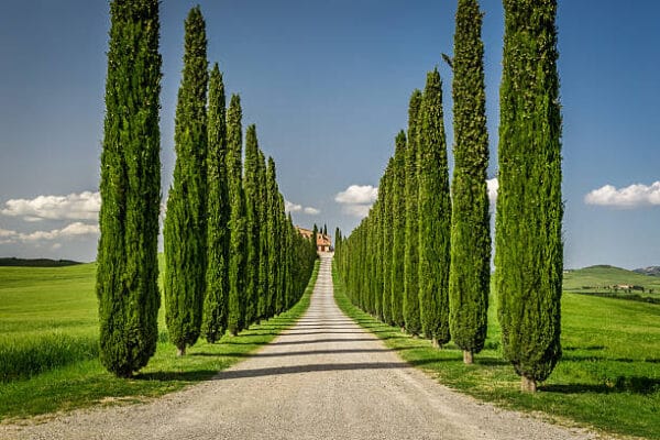 Cupressus sempervirens 'Pyramidalis' (Stricta)