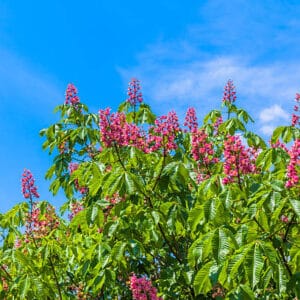 Aesculus x carnea 'Briotii'