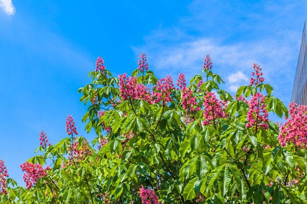 Aesculus x carnea 'Briotii'