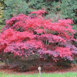 Acer du Japon palmatum 'Fireglow' – 'Bloodgood' – 'FG1'