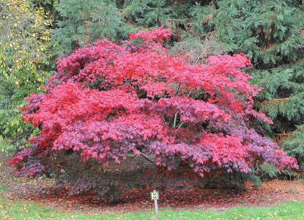Acer du Japon palmatum 'Fireglow' – 'Bloodgood' – 'FG1'