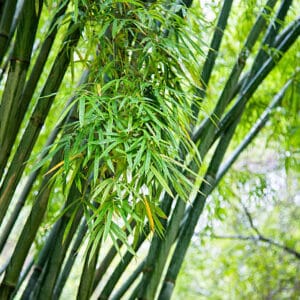 Bambusa Phyllostachys vivax 'Aureocaulis'