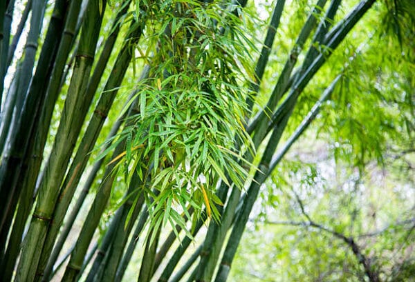 Bambusa Phyllostachys vivax 'Aureocaulis'