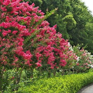 Lagerstroemia indica 'Nivea'