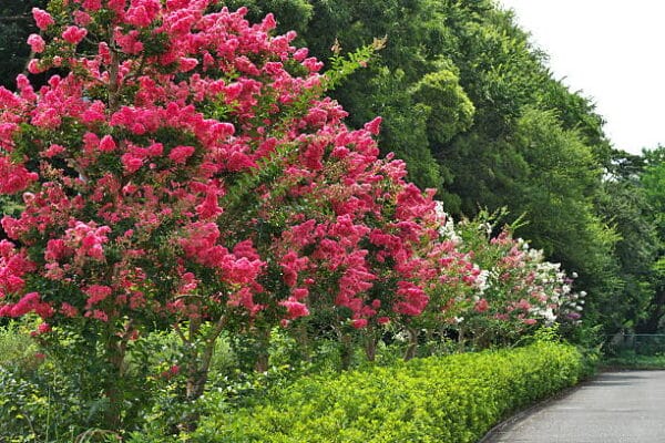 Lagerstroemia indica 'Nivea'