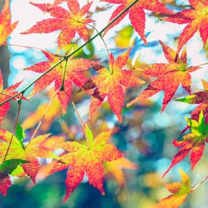 Acer du Japon palmatum 'Sangokaku'