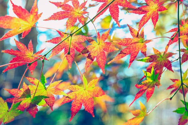 Acer du Japon palmatum 'Sangokaku'