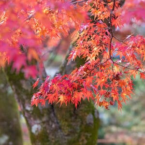 Acer du Japon palmatum 'Osakazuki'