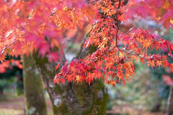 Acer du Japon palmatum 'Osakazuki'